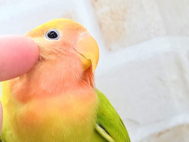 コザクラインコ（小桜インコ）