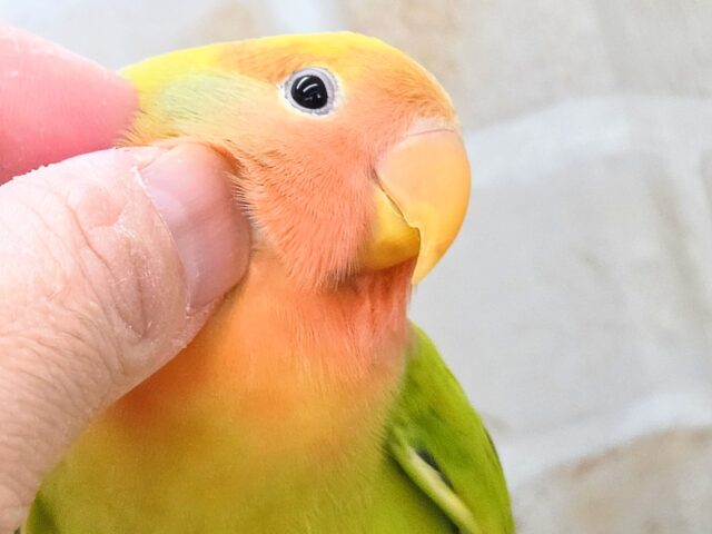 コザクラインコ（小桜インコ）