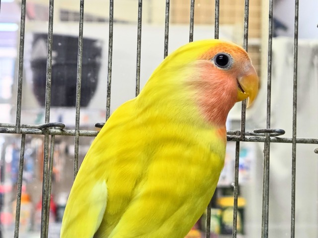 コザクラインコ（小桜インコ）