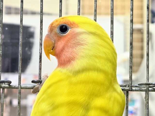 コザクラインコ（小桜インコ）