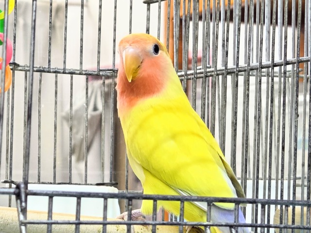 コザクラインコ（小桜インコ）