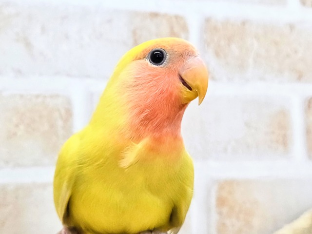 コザクラインコ（小桜インコ）