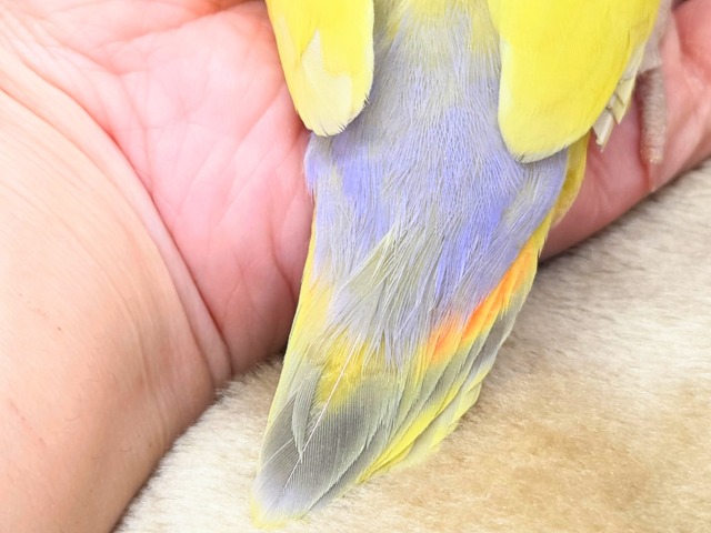 コザクラインコ（小桜インコ）