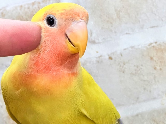 コザクラインコ（小桜インコ）