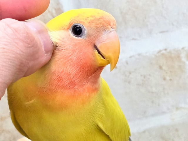 コザクラインコ（小桜インコ）