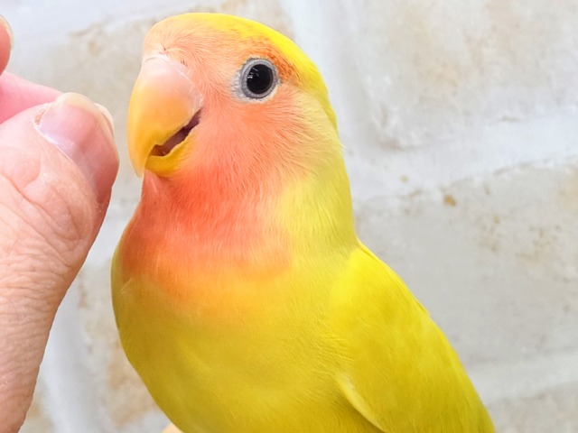 コザクラインコ（小桜インコ）