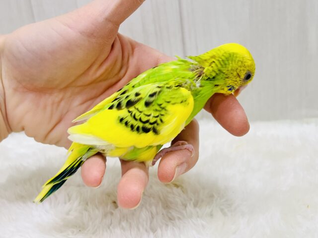 セキセイインコ