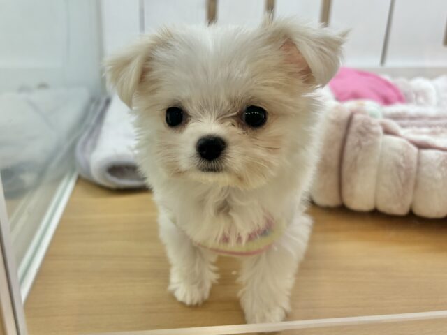 チワマル（マルチワ）