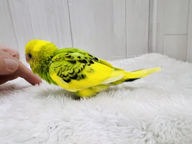 セキセイインコ