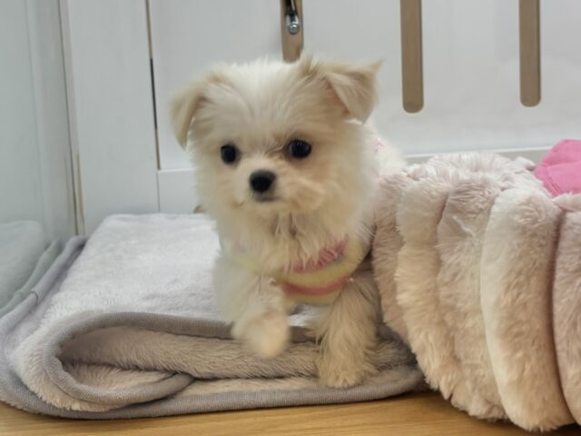 チワマル（マルチワ）