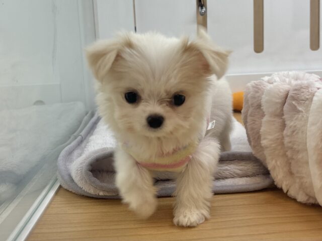 チワマル（マルチワ）