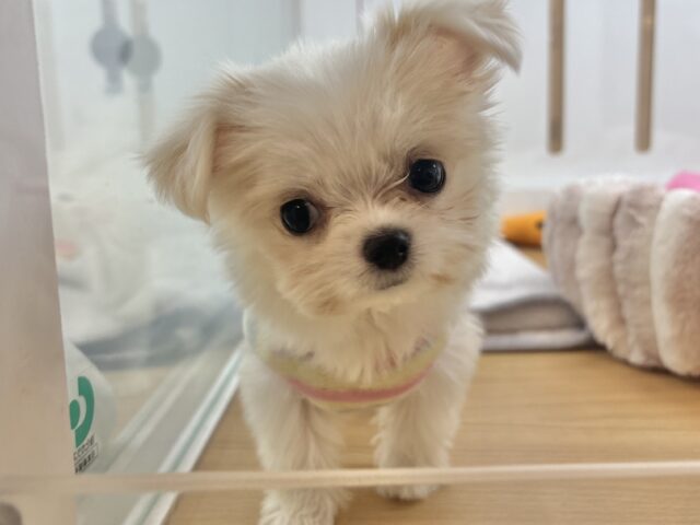 チワマル（マルチワ）