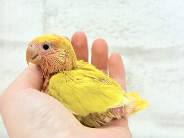 コザクラインコ（小桜インコ）