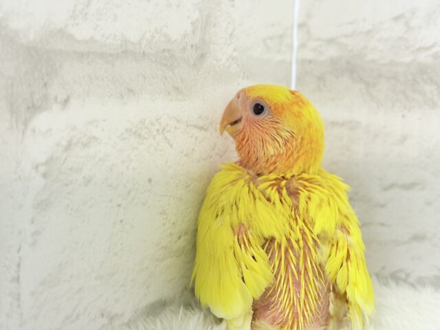 コザクラインコ（小桜インコ）