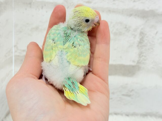 セキセイインコ