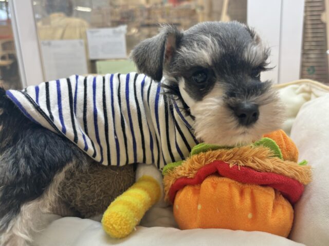 ミニチュアシュナウザー