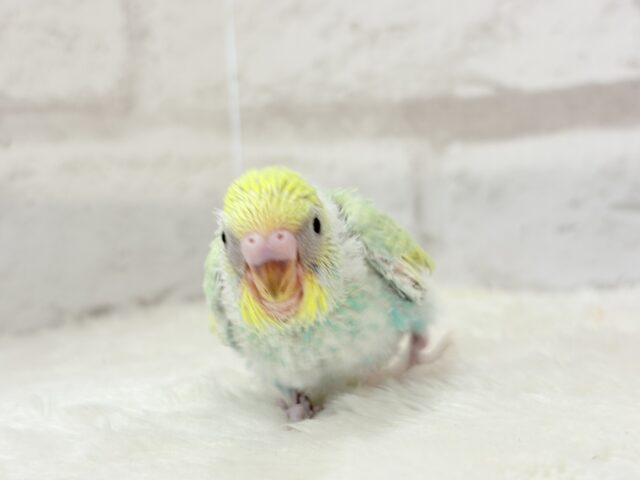 セキセイインコ