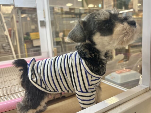 ミニチュアシュナウザー