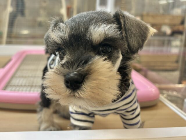 ミニチュアシュナウザー