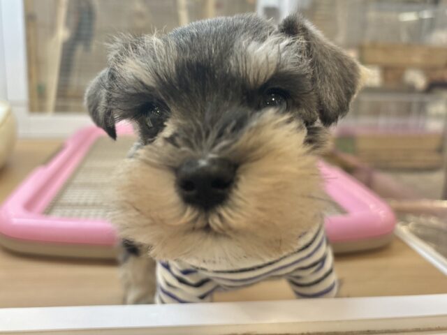 ミニチュアシュナウザー