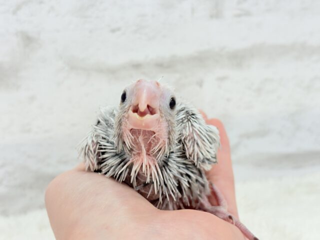 オカメインコ