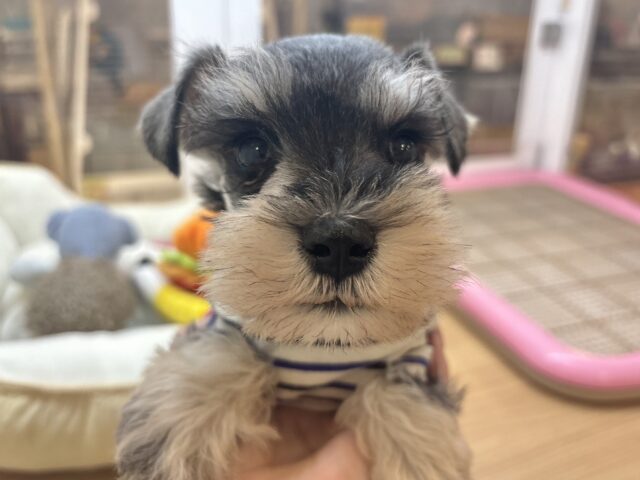 ミニチュアシュナウザー