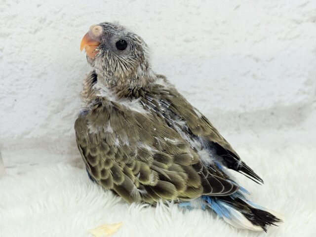 アキクサインコ（秋草インコ）
