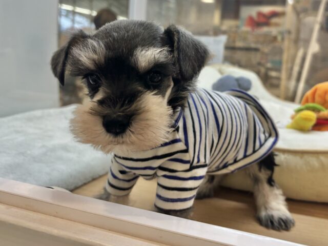 ミニチュアシュナウザー