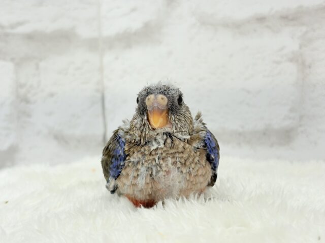 アキクサインコ（秋草インコ）