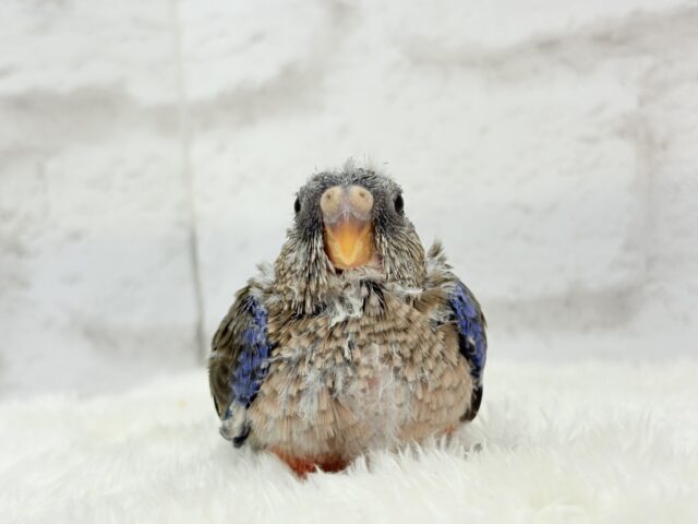 アキクサインコ（秋草インコ）