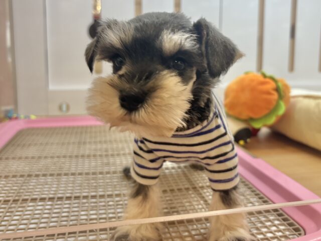 ミニチュアシュナウザー