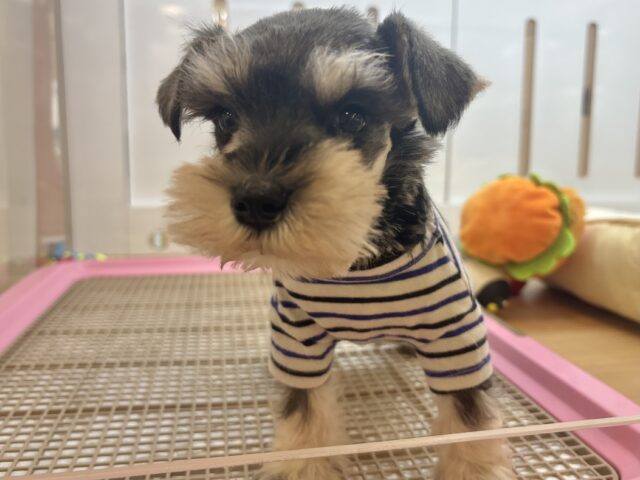 ミニチュアシュナウザー