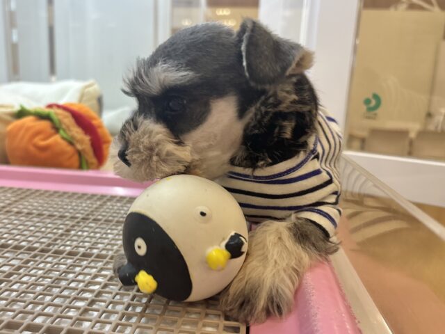 ミニチュアシュナウザー