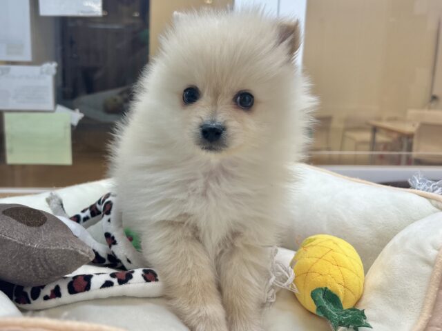 ポメラニアン