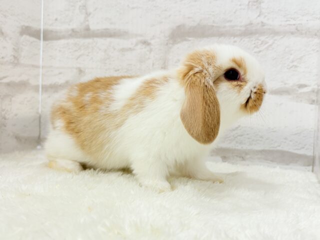 ロップイヤーラビット