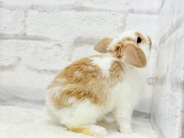 ロップイヤーラビット