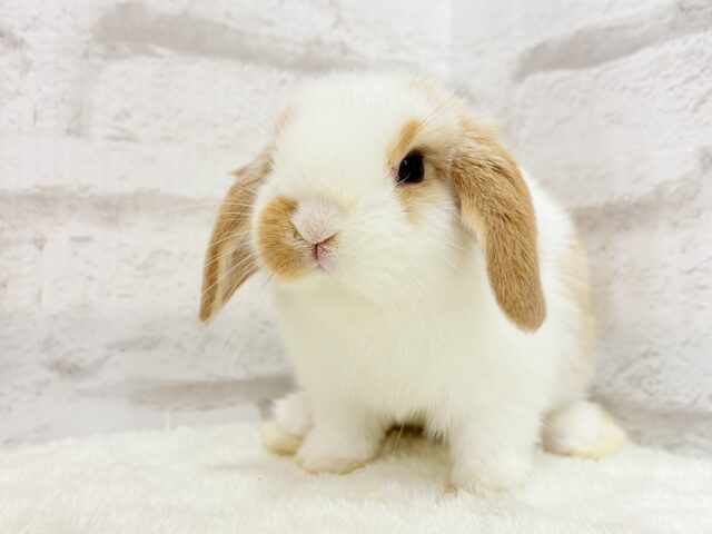 ロップイヤーラビット