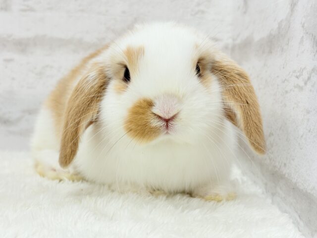 ロップイヤーラビット