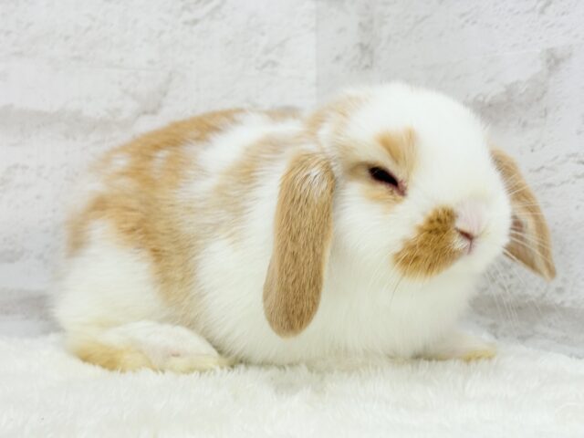 ロップイヤーラビット