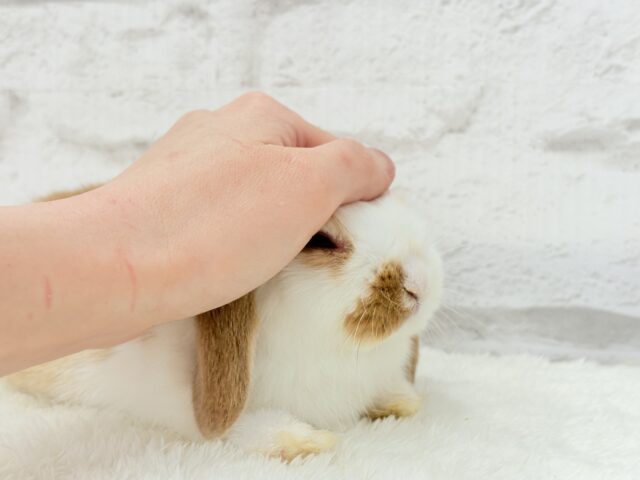 ロップイヤーラビット