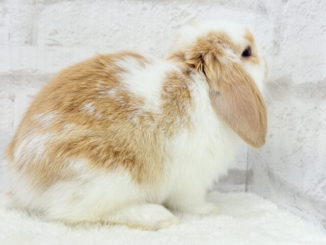 ロップイヤーラビット