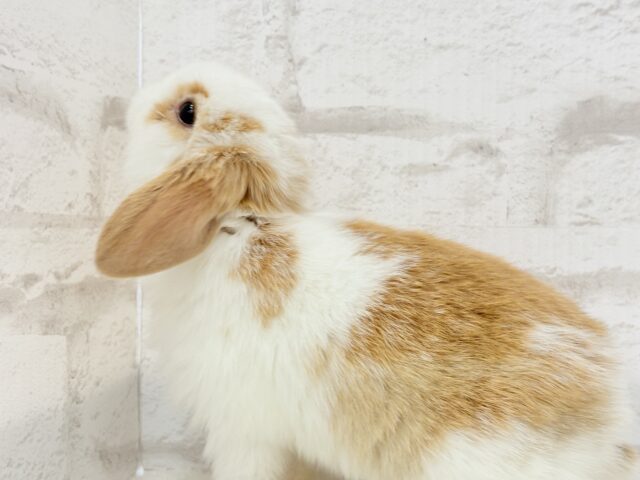ロップイヤーラビット