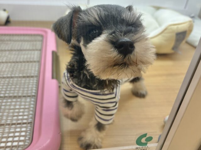 ミニチュアシュナウザー