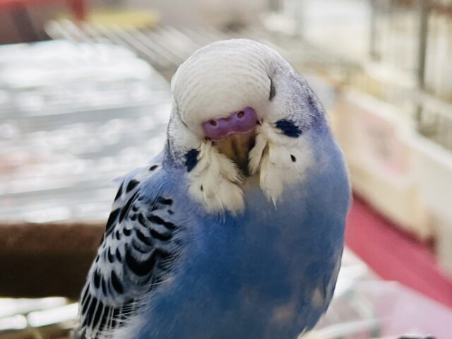 セキセイインコ