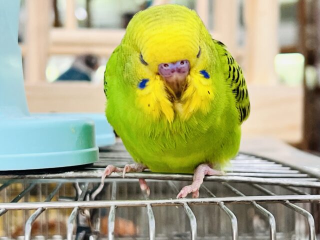 セキセイインコ