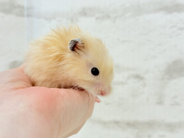 ゴールデンハムスター