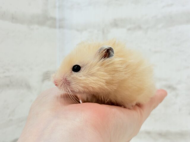 ゴールデンハムスター