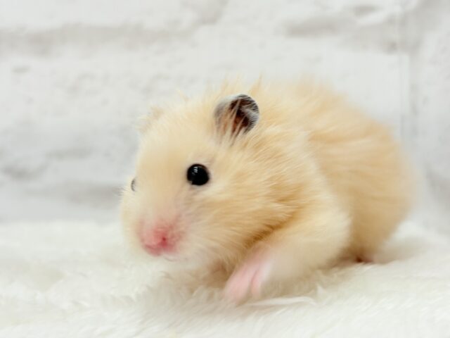 ゴールデンハムスター