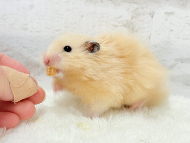 ゴールデンハムスター