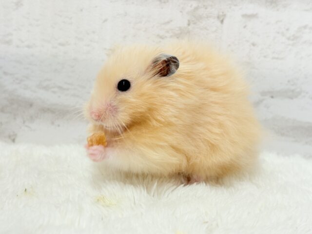 ゴールデンハムスター